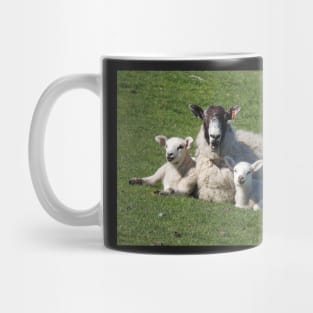 Ewe with her lambs Mug